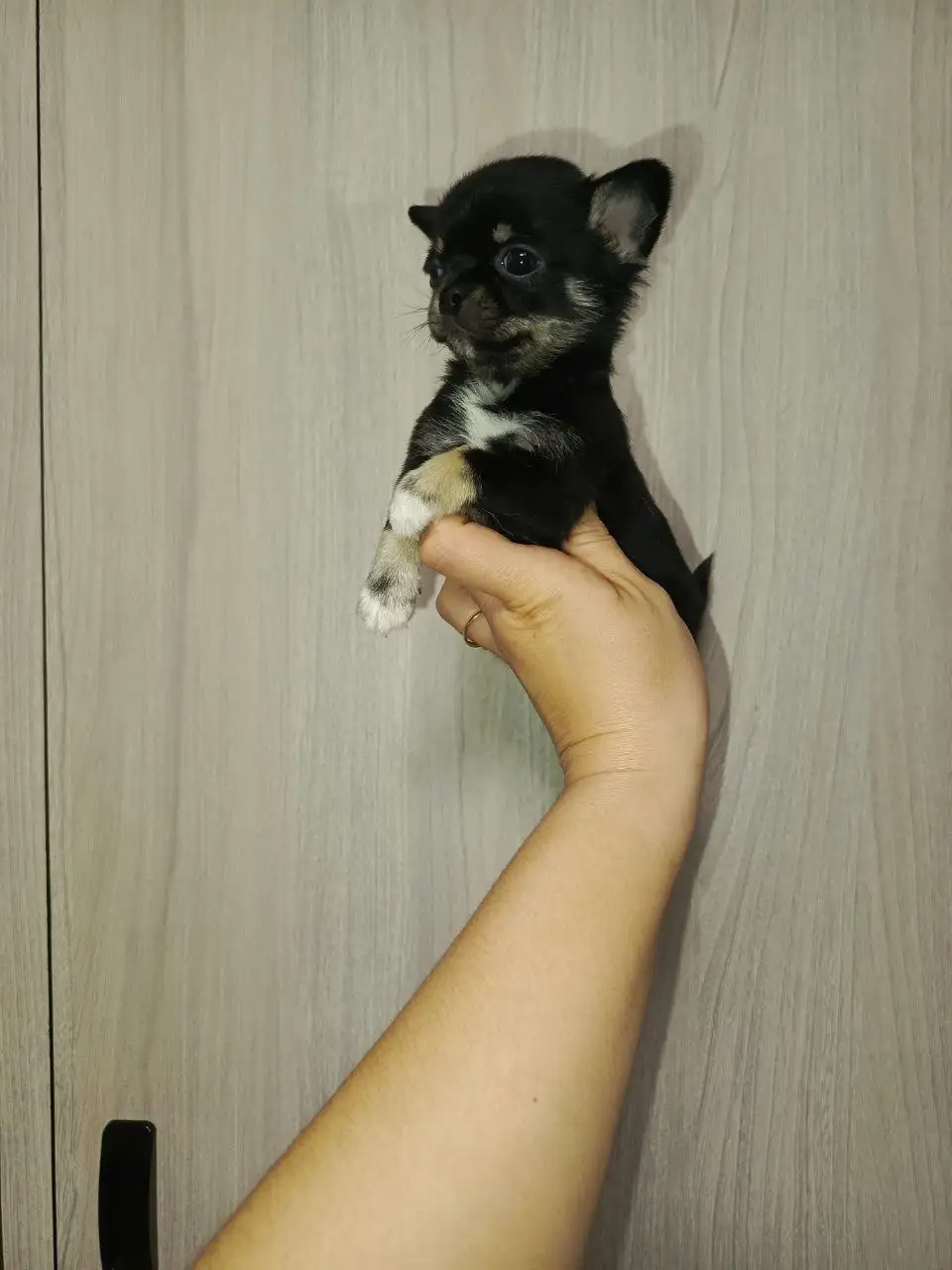 Щенки Чихуахуа в Симферополе - Собаки (Животные) в Симферополь