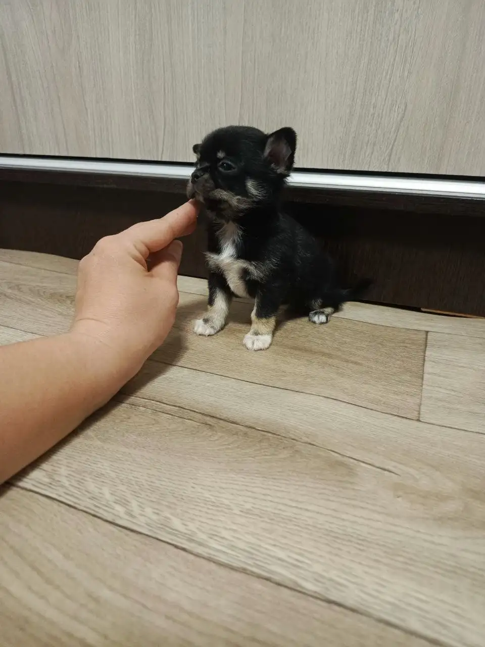 Щенки Чихуахуа в Симферополе - Собаки (Животные) в Симферополь