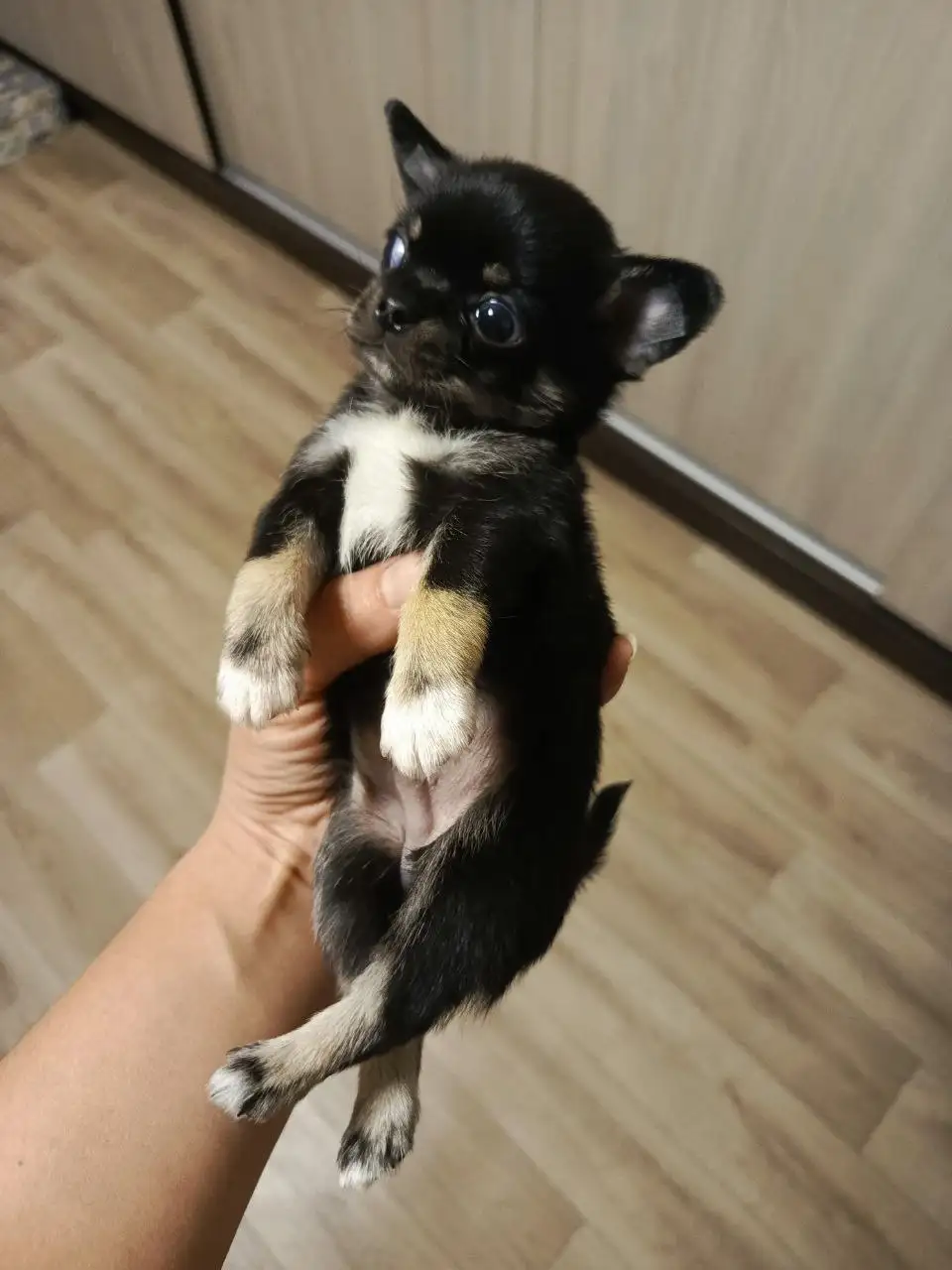 Щенки Чихуахуа в Симферополе - Собаки (Животные) в Симферополь