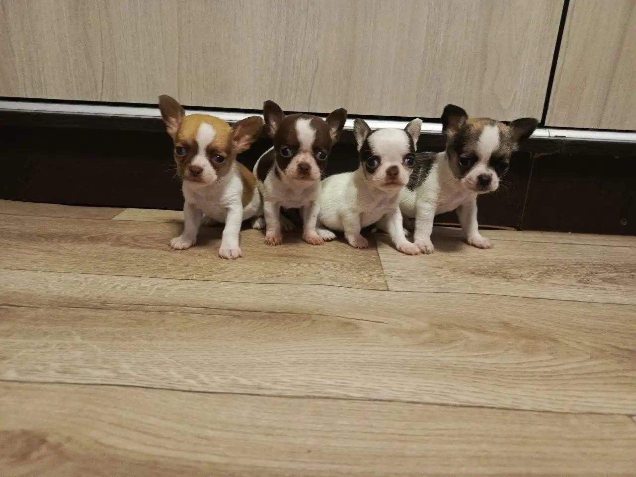 Щенки Чихуахуа в Симферополе - Собаки (Животные) в Симферополь