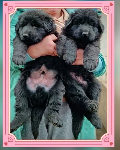 Щенки немецкой овчарки готовы к переезду - частное объявление в Симферополь