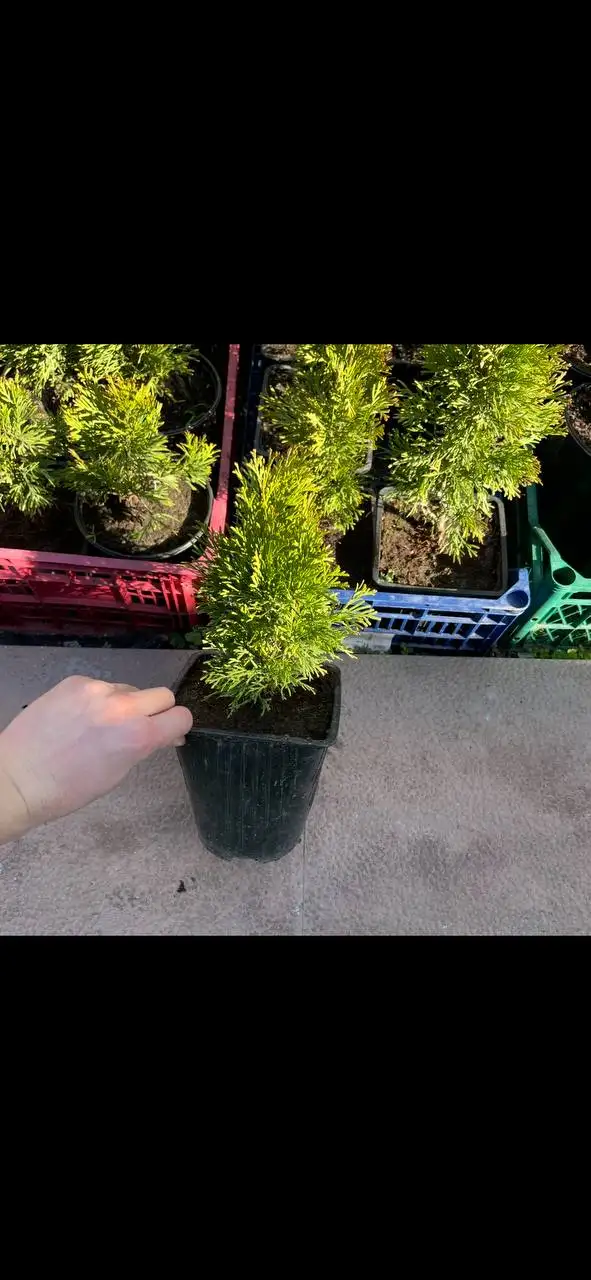 Продажа семян и саженцев растений - Растения и семена (Хобби и отдых) в Бахчисарай