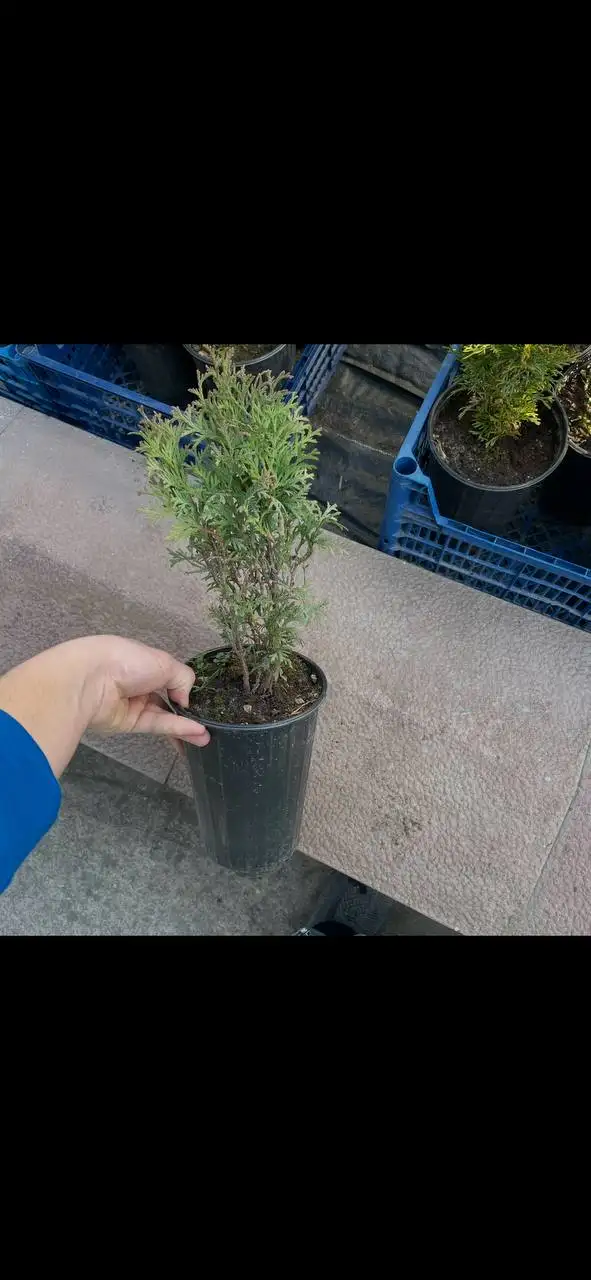 Продажа семян и саженцев растений - Растения и семена (Хобби и отдых) в Бахчисарай