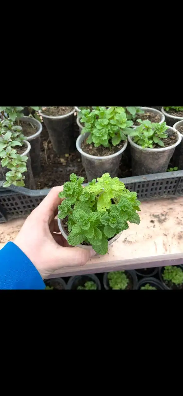 Продажа семян и саженцев растений - Растения и семена (Хобби и отдых) в Бахчисарай