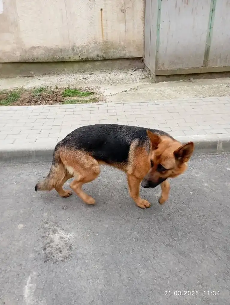 Пропала собака Немецкая овчарка Нора - Собаки (Животные) в Симферополь