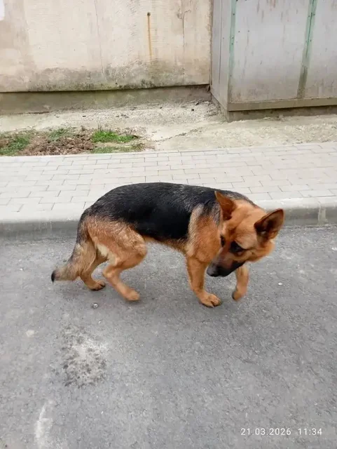 Пропала собака Немецкая овчарка Нора - частное объявление в Симферополь