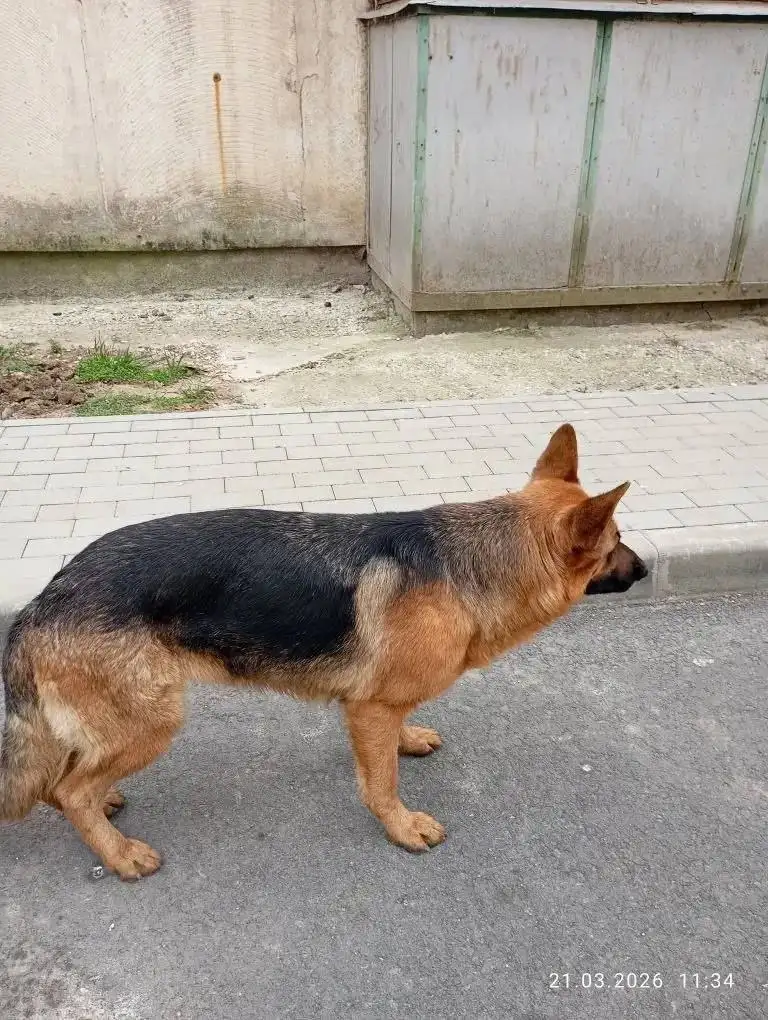 Пропала собака Немецкая овчарка Нора - Собаки (Животные) в Симферополь