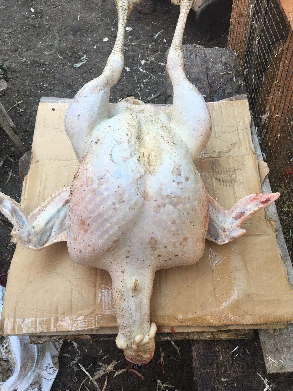 Продажа домашнего бройлера и индюка - Продукты питания (Барахолка) в Симферополь