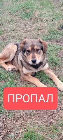 Сбежал щенок-подросток - Рептилии в Симферополь