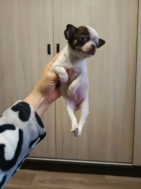 Щенки Чихуахуа - Собаки в Мариуполь