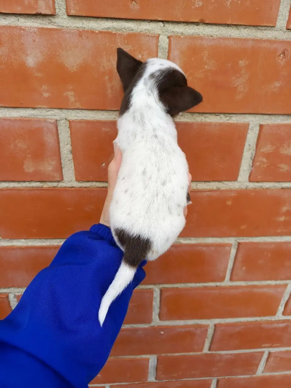 Щенки Чихуахуа - Собаки (Животные) в Мариуполь