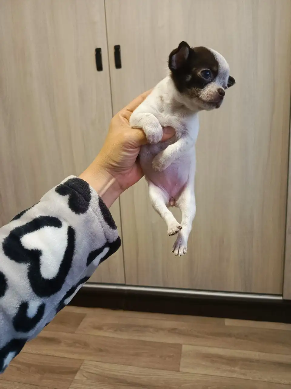 Щенки Чихуахуа - Собаки (Животные) в Мариуполь