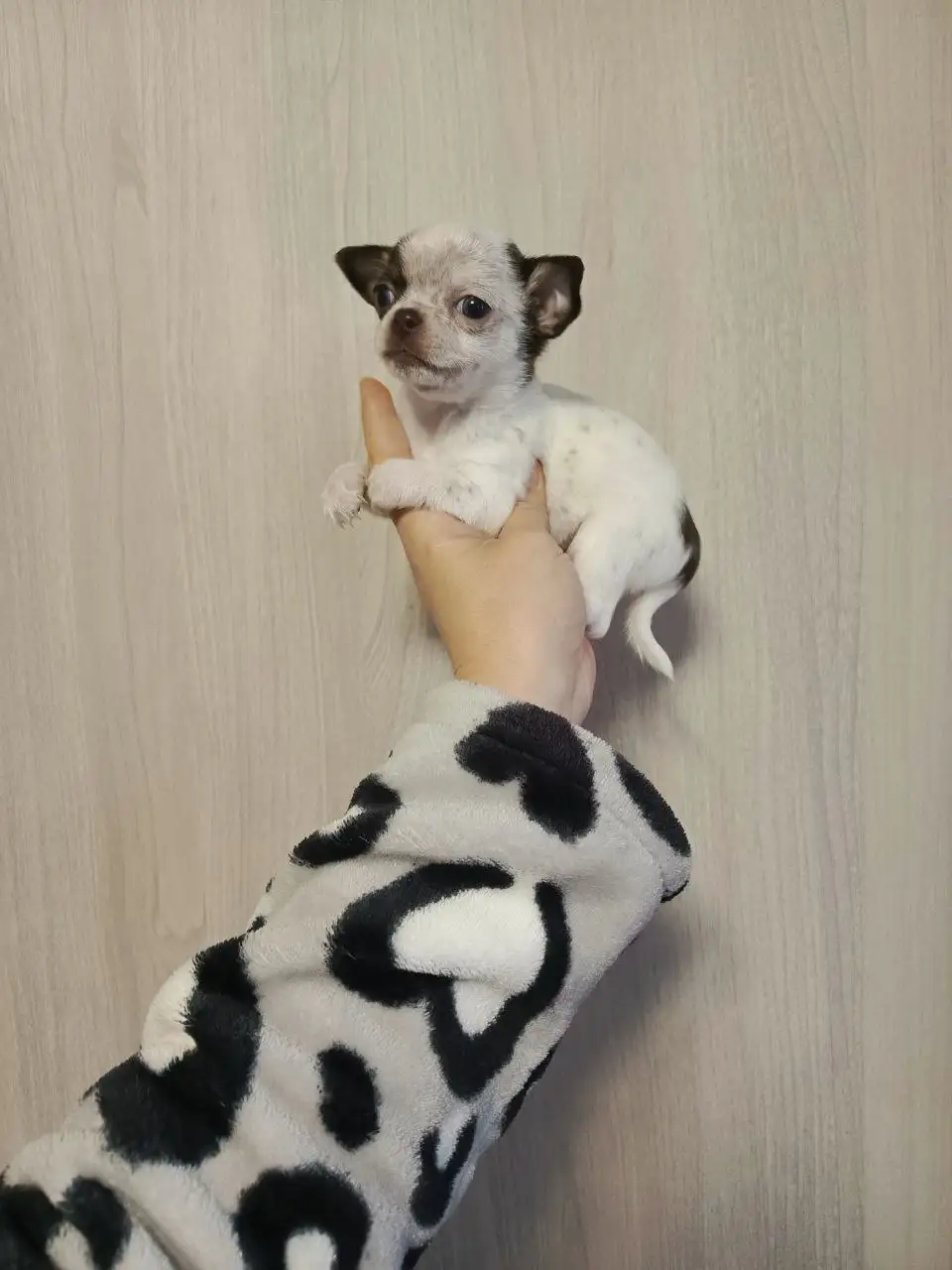 Щенки Чихуахуа - Собаки (Животные) в Мариуполь