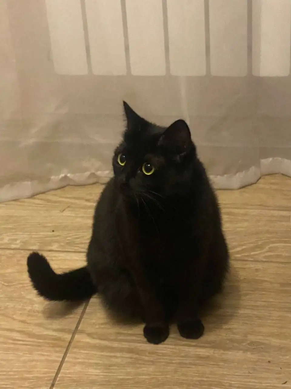 Срочно ищут дом для кошки Юки - Кошки (Животные) в Симферополь