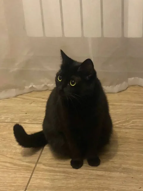 Срочно ищут дом для кошки Юки - частное объявление в Симферополь