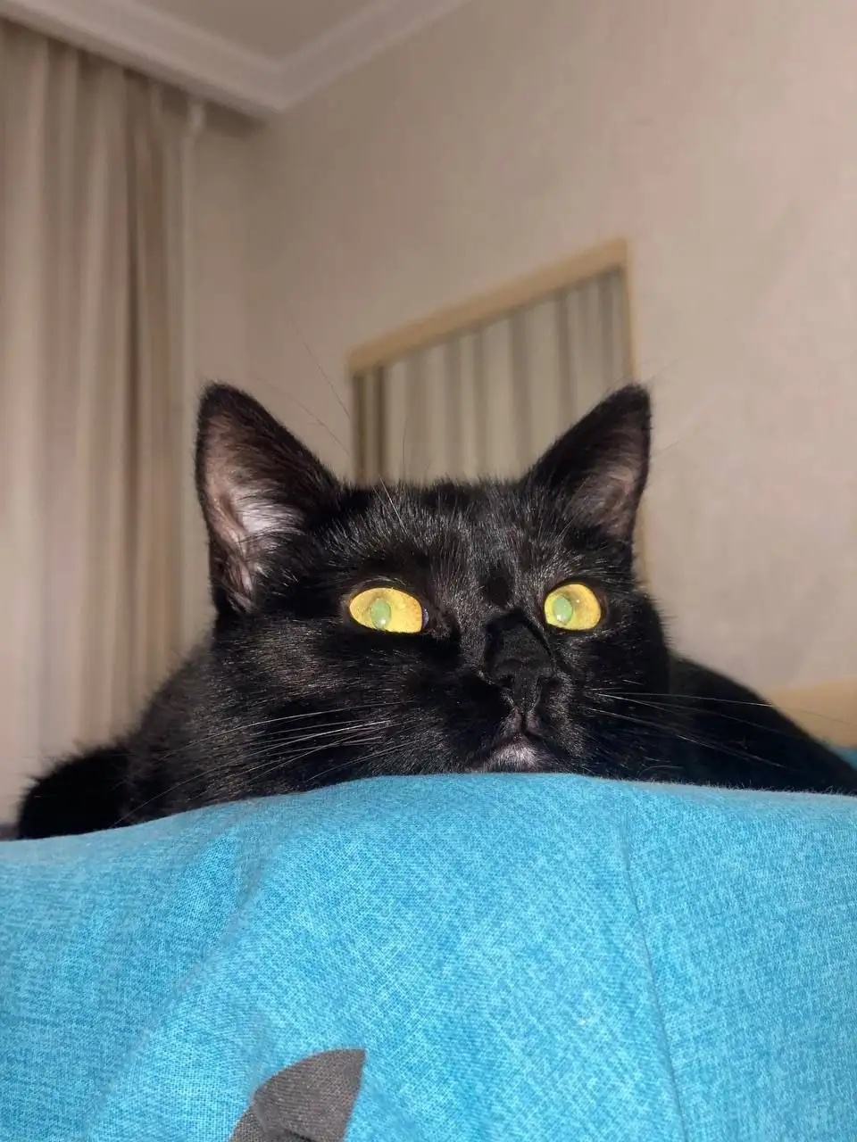 Срочно ищут дом для кошки Юки - Кошки (Животные) в Симферополь