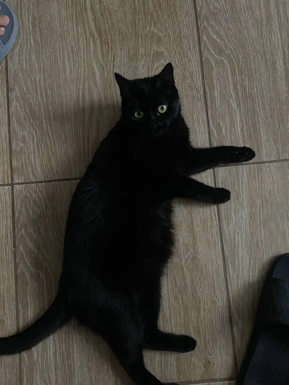 Срочно ищут дом для кошки Юки - Кошки (Животные) в Симферополь