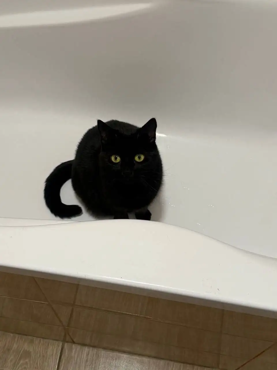 Срочно ищут дом для кошки Юки - Кошки (Животные) в Симферополь