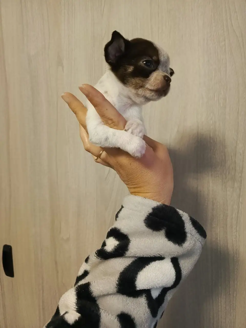 Продажа щенков Чихуахуа - Собаки (Животные) в Симферополь