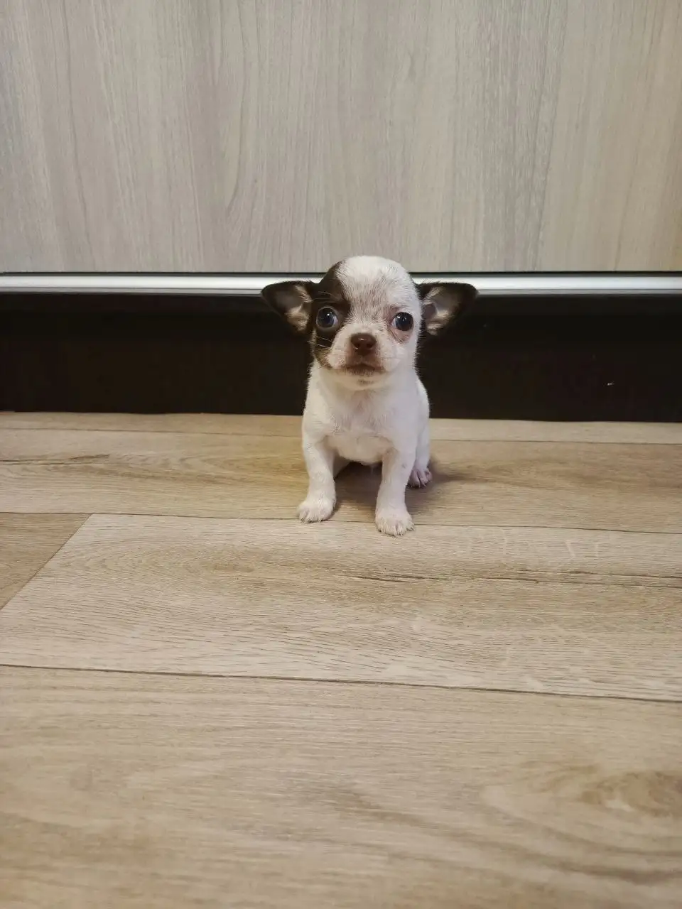 Продажа щенков Чихуахуа - Собаки (Животные) в Симферополь