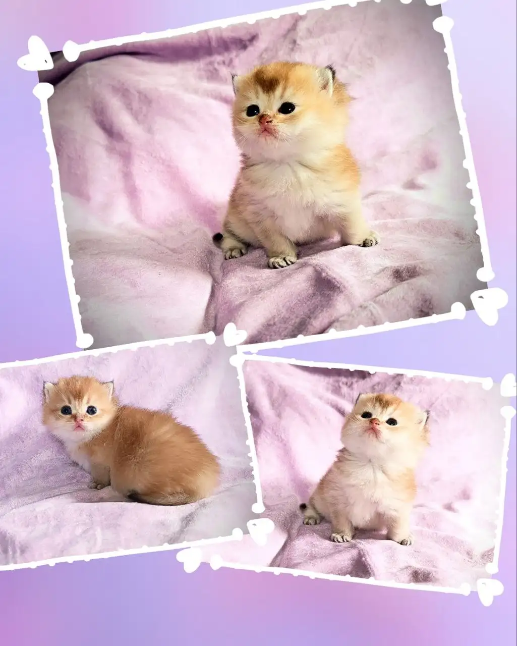 Породистые британские котята золотая шиншилла - Кошки (Животные) в Симферополь