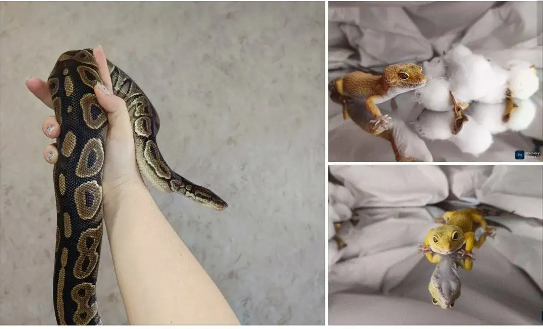 Продажа молодых рептилий: королевский питон и эублефары - Рептилии (Животные) в Симферополь