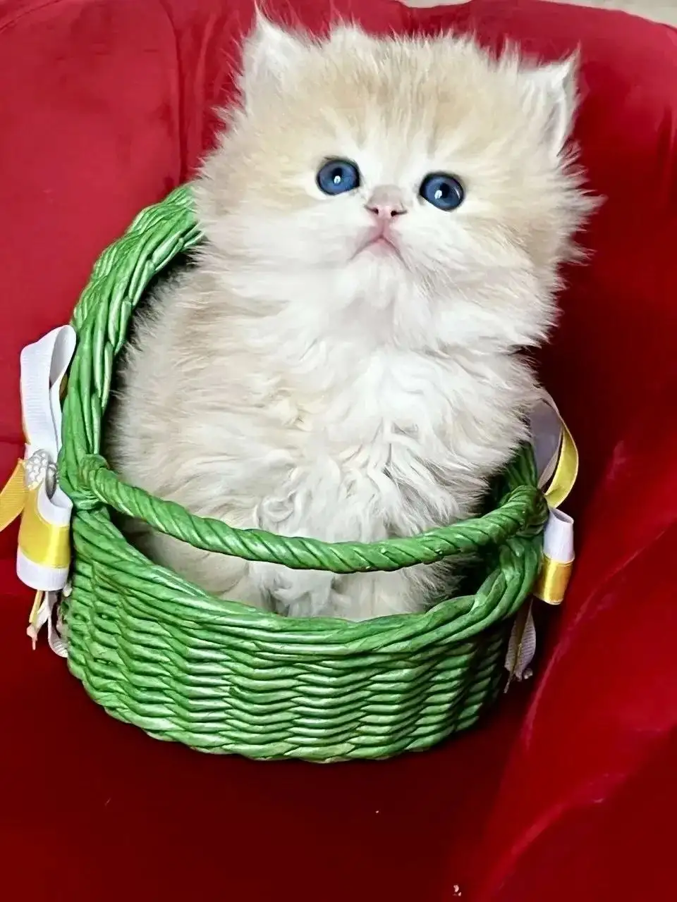 Чистокровный британец хайленд голубое золото с документами - Кошки (Животные) в Симферополь