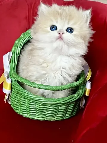 Чистокровный британец хайленд голубое золото с документами - частное объявление в Симферополь