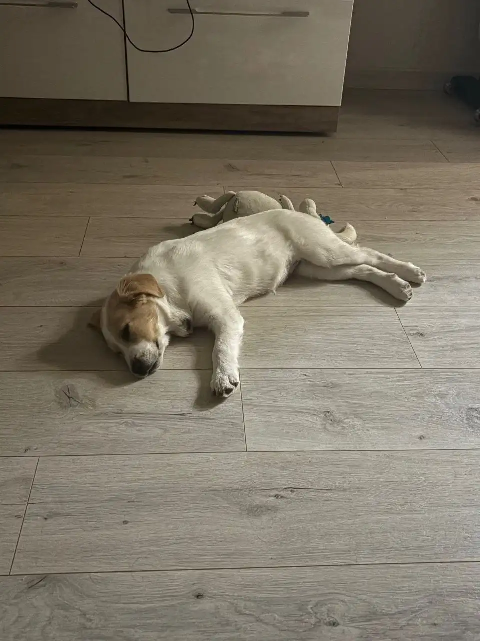 СРОЧНО пристраивается щенок в Крыму - Собаки (Животные) в Симферополь