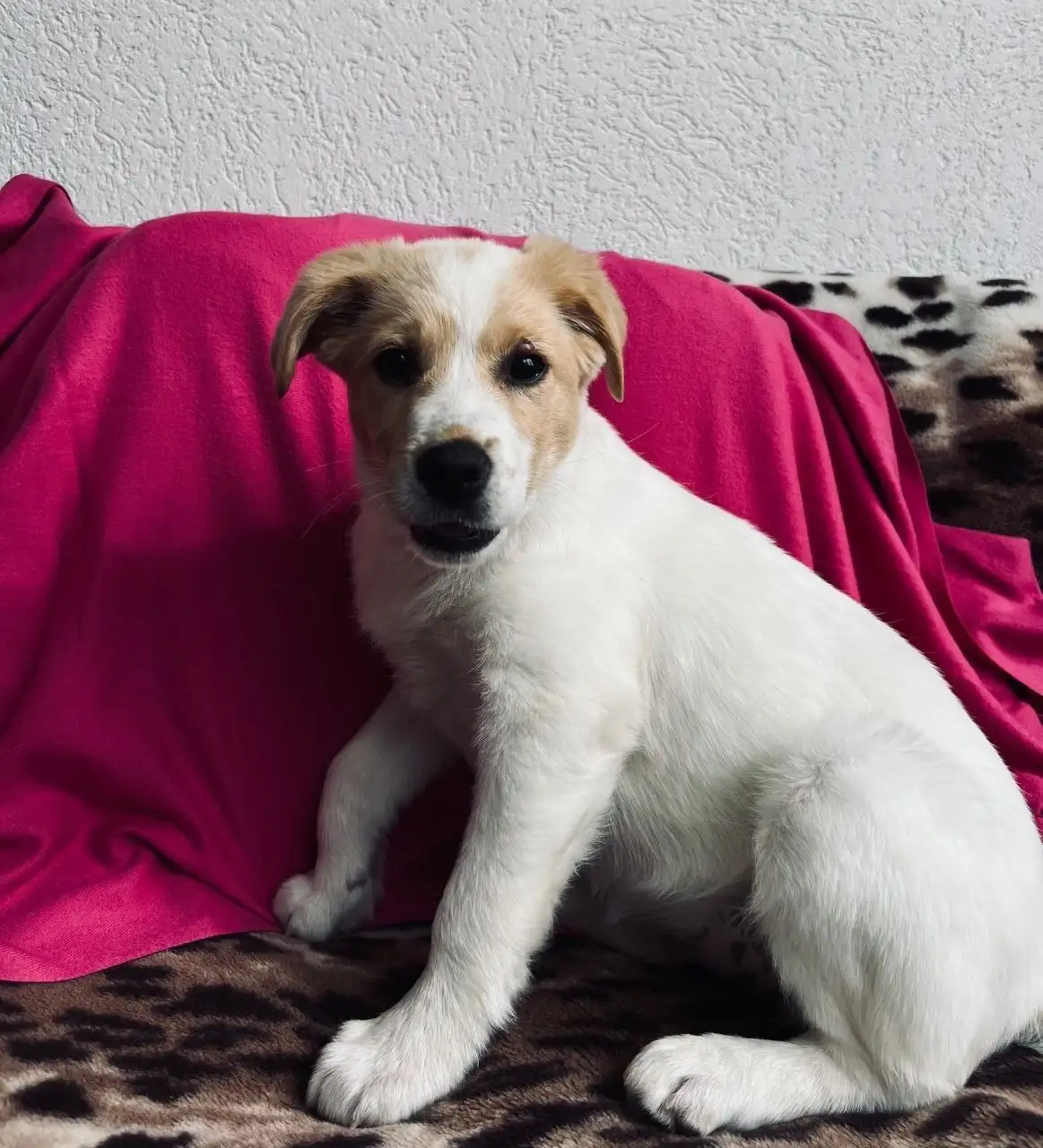 СРОЧНО пристраивается щенок в Крыму - Собаки (Животные) в Симферополь