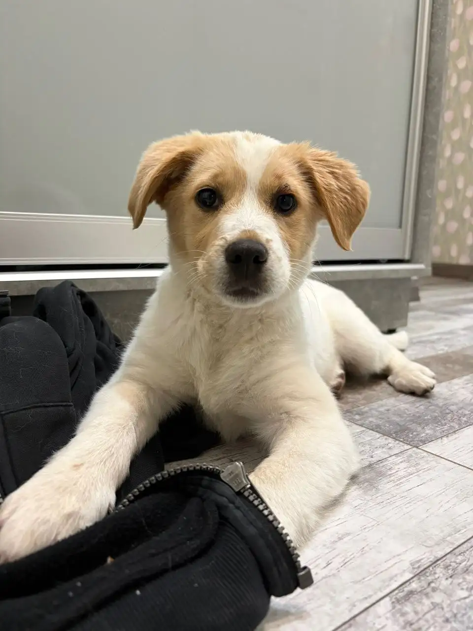 СРОЧНО пристраивается щенок в Крыму - Собаки (Животные) в Симферополь