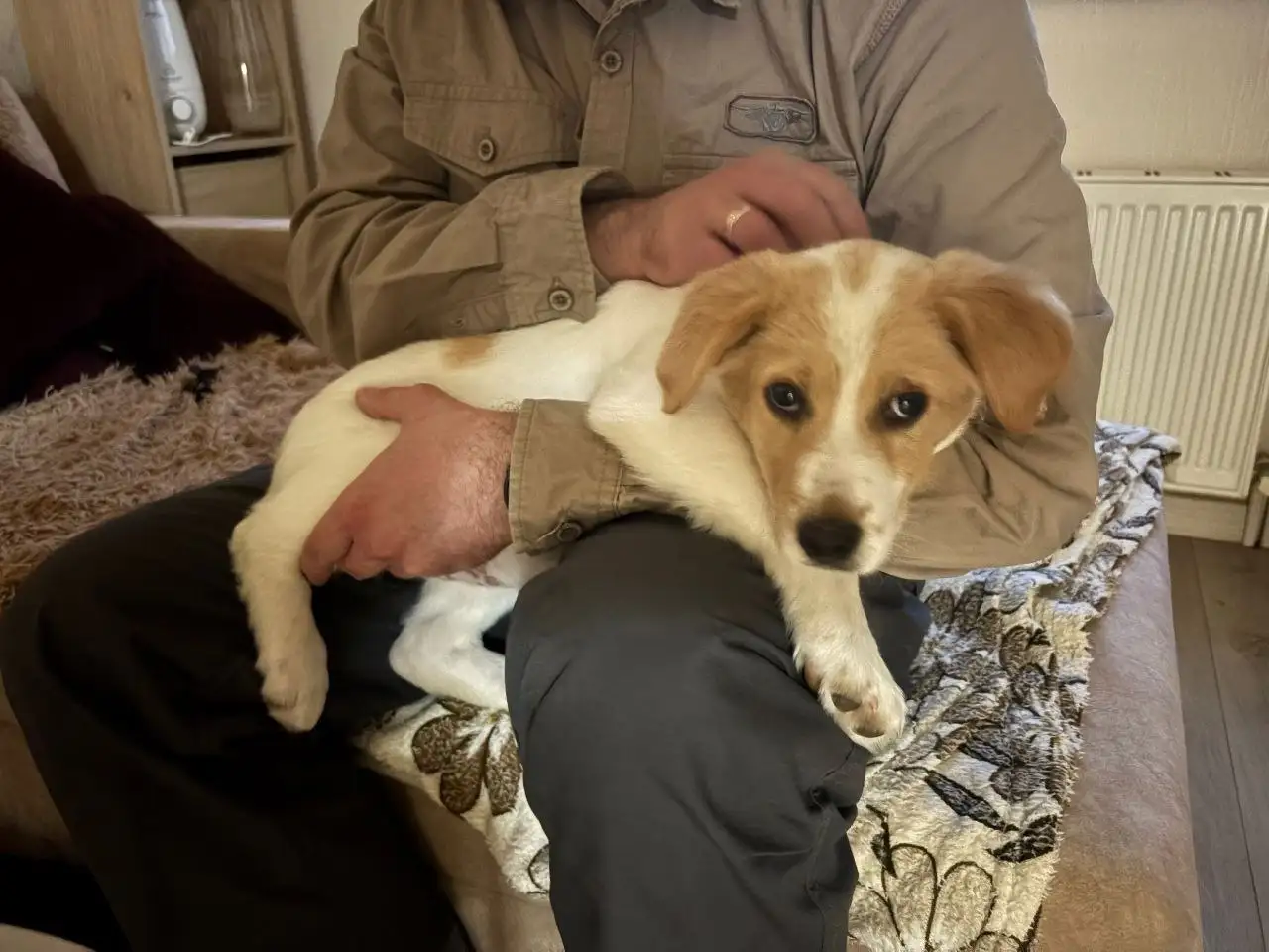 СРОЧНО пристраивается щенок в Крыму - Собаки (Животные) в Симферополь