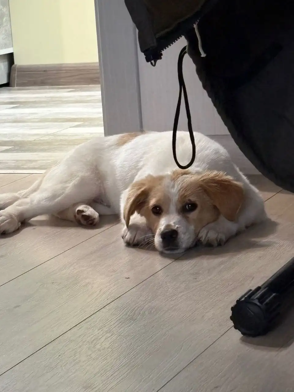 СРОЧНО пристраивается щенок в Крыму - Собаки (Животные) в Симферополь