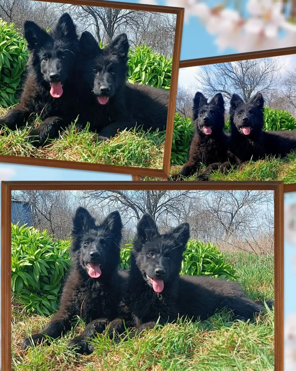 Шикарные девочки готовы к переезду - Собаки (Животные) в Симферополь