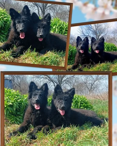 Шикарные девочки готовы к переезду - Потерянные/найденные в Симферополь