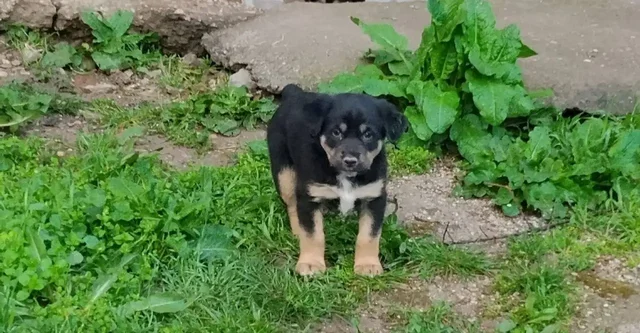 Пристройство щенков и собаки в Симферополе - частное объявление в Симферополь