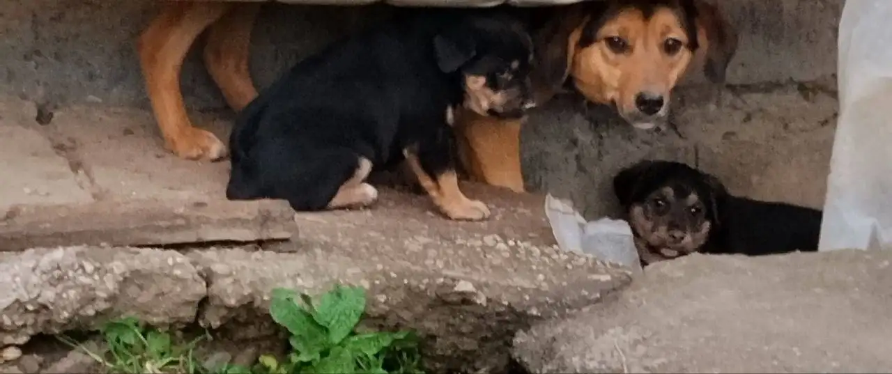 Пристройство щенков и собаки в Симферополе - Собаки (Животные) в Симферополь