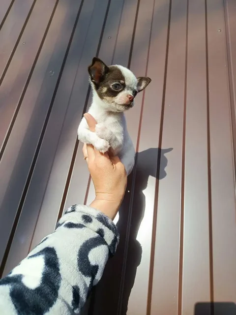 Продажа щенка чихуахуа - Собаки в Симферополь