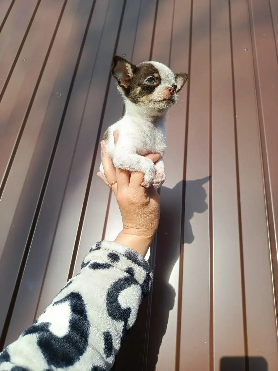 Продажа щенка чихуахуа - Собаки (Животные) в Симферополь