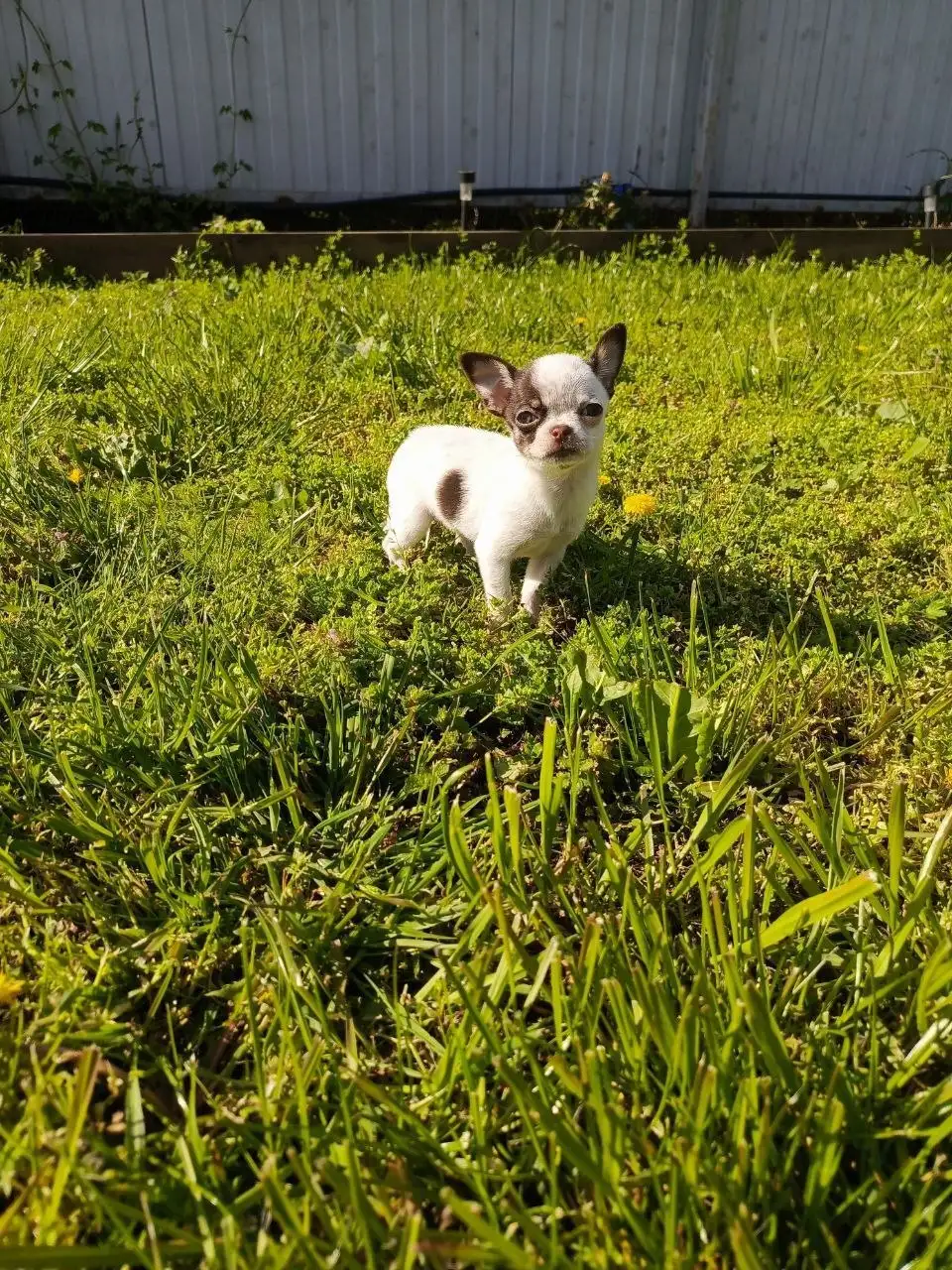 Продажа щенка чихуахуа - Собаки (Животные) в Симферополь