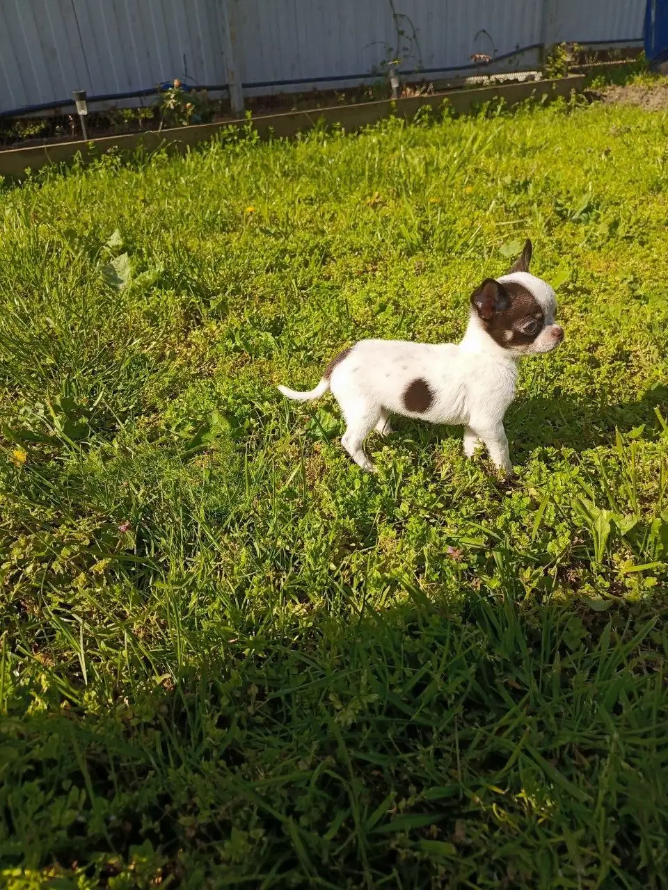 Продажа щенка чихуахуа - Собаки (Животные) в Симферополь