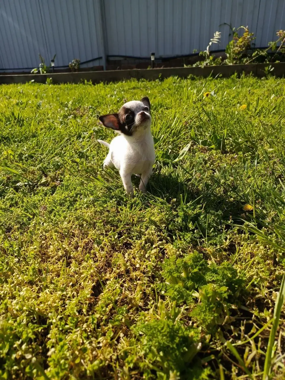 Продажа щенка чихуахуа - Собаки (Животные) в Симферополь