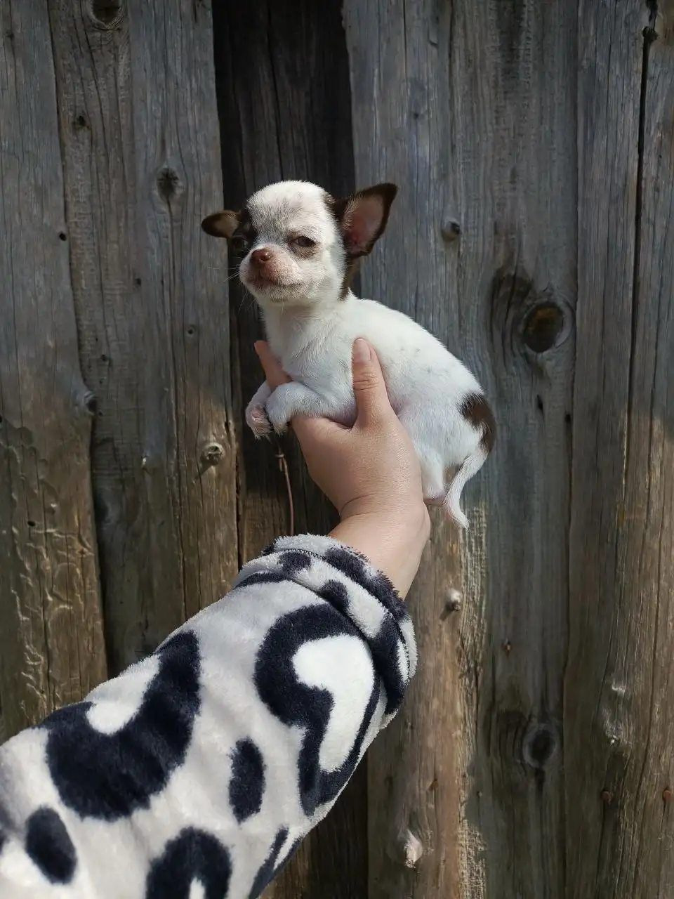 Продажа щенка чихуахуа - Собаки (Животные) в Симферополь