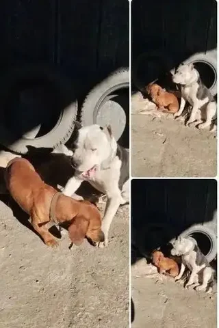 Срочно ищем хозяев для двух собак (питбуль и такса) в Феодосии - Собаки в Феодосия