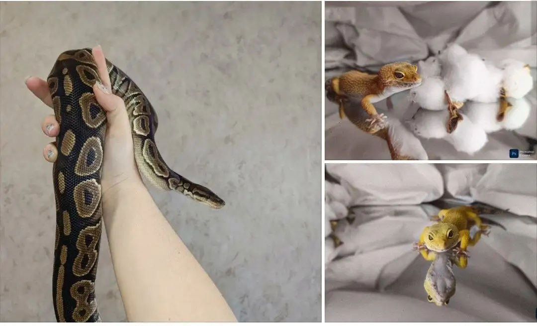 Продажа молодых рептилий: королевский питон и эублефары - Рептилии (Животные) в Симферополь