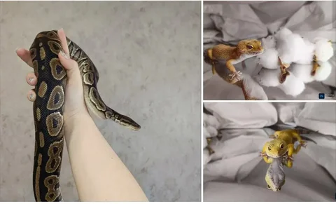 Продажа молодых рептилий: королевский питон и эублефары - частное объявление в Симферополь