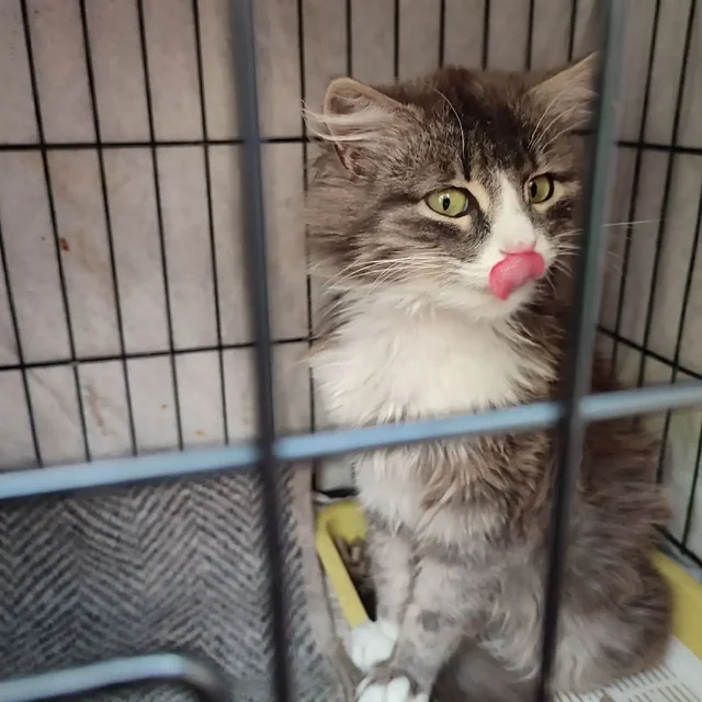 Ищем дом для кошечки - частное объявление в Симферополь