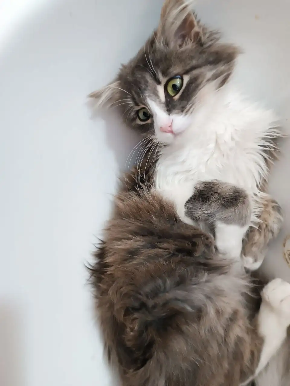 Ищем дом для кошечки - Кошки (Животные) в Симферополь