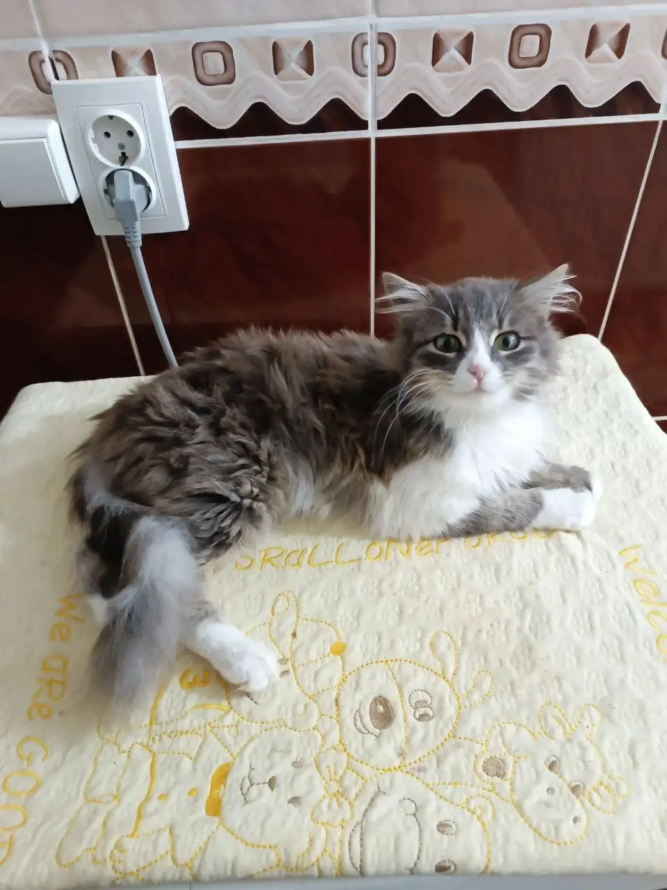 Ищем дом для кошечки - Кошки (Животные) в Симферополь