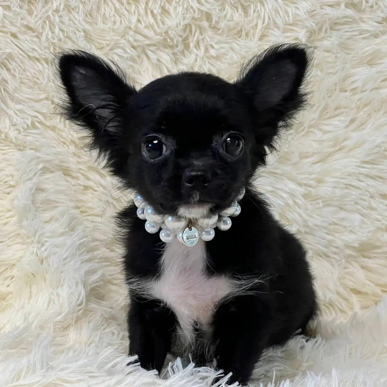 Продажа щенков чихуахуа в Симферополе - Собаки (Животные) в Симферополь